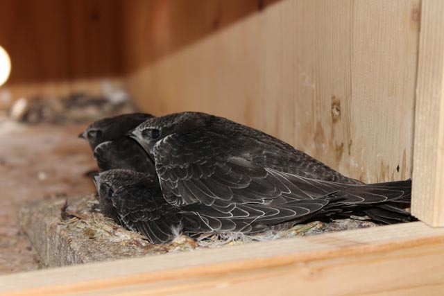 Die beinahe ausgewachsenen Jungvögel vergangene Woche. Foto: Sonja Fasler Hübner