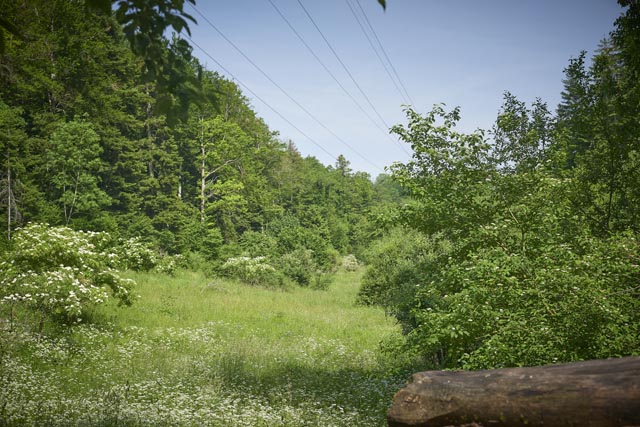 Aufgewertete Stromtrasse bei Kleinlützel Foto: zVg