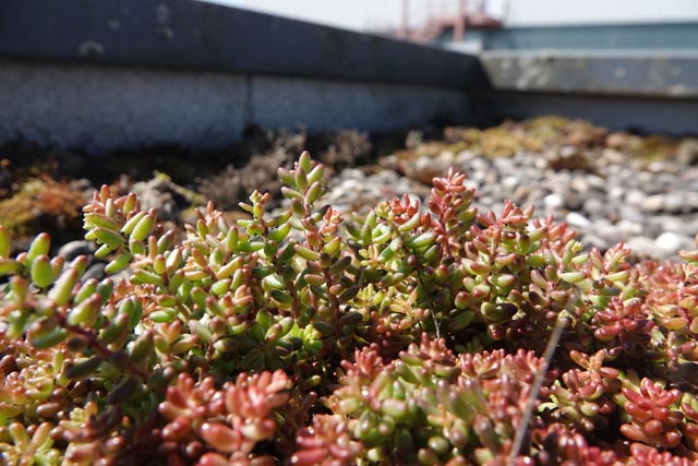 Weisser Mauerpfeffer – Impression vom Areal der Erst Schweizer AG in Möhlin. Foto: zVg