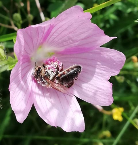 Foto: Olivia Di Marco, Frick