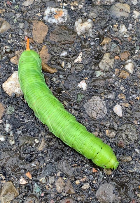 Foto: Margrit Freudemann, Kaisten