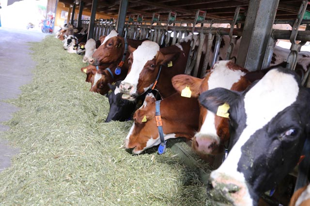  Was die Kühe fressen, entscheidet auch, was sie ausstossen: Milchviehstall bei Agrino in Remetschwil. Foto: zVg