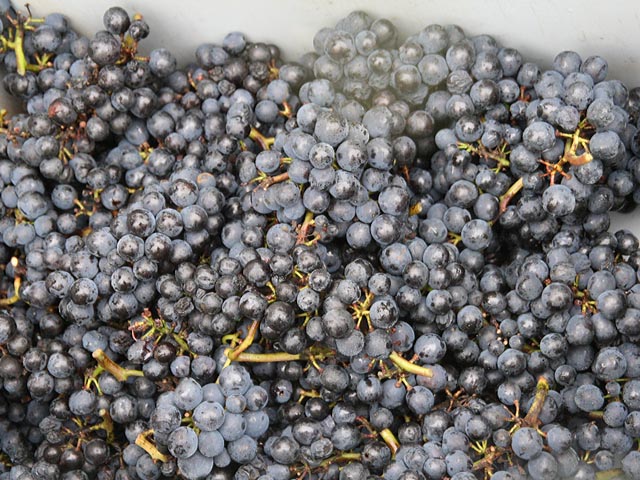 Die unbrauchbaren, von Mehltau oder Kirschessigfliegen befallenen Beeren sind entfernt. Foto: Peter Schütz