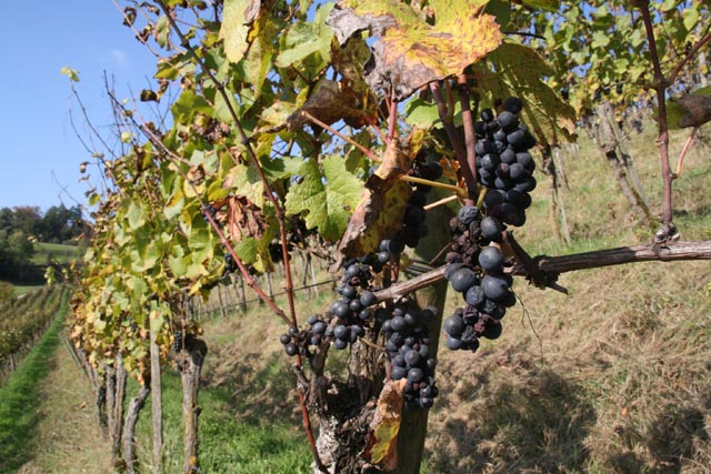  Im Rebberg «Rüeget» bei Elfingen. Foto: Peter Schütz