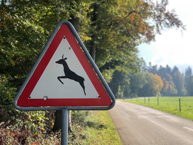 In der Dämmerung gilt es vermehrt auf Wildtiere zu achten. Foto: zVg