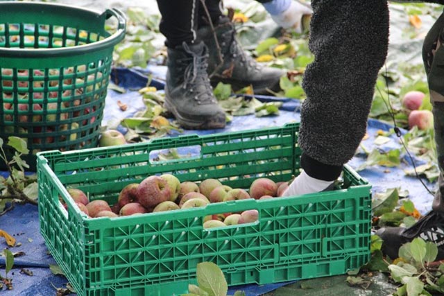  Die Früchte werden in den Kisten gesammelt und danach zu den Mostereien und zur Konfi Manufaktur transportiert. Foto: © Jurapark Aargau