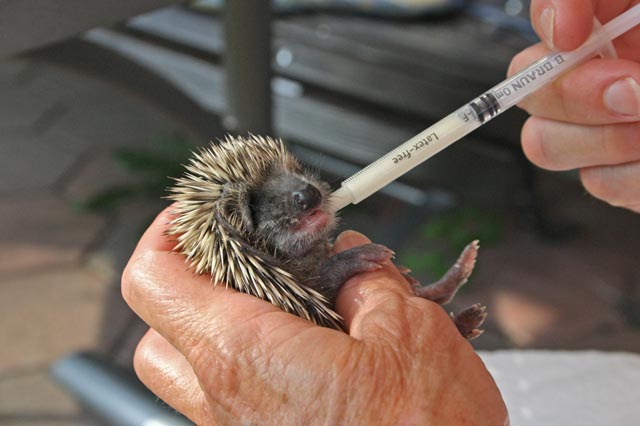 Pflege eines Babyigels. Foto: Beni Herzog, Villnachern