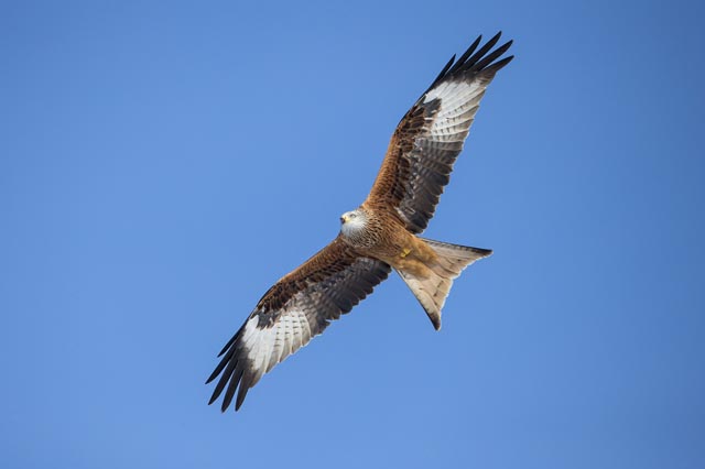 Mit seinem roten Gefieder, dem gegabelten Schwanz und den weissen Flügelfeldern ist der Rotmilan eine auffällige Erscheinung und leicht zu erkennen. Foto: ©Marcel Burkhardt