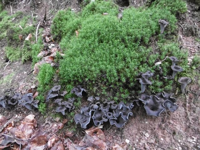 Von wegen sie wachsen nur im Herbst. Die Totentrompeten, auch Herbstrompeten, wuchsen 2021 bereits im Juli. Foto: Peter Schütz