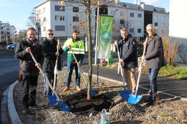 Pflanzung des Amberbaums (von links): Stadtrat Hans Gloor, Unternehmer und Baumspender Ernst Frey, Alex Hirtle (Leiter der Baustelle bei der Ernst Frey AG), Stadtammann Franco Mazzi und der designierte Stadtbaumeister Lorenz Zumstein. Foto: Sonja Fasler Hübner