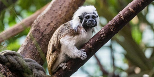 Krallenäffchen sind eine genetische Besonderheit. Foto: Zoo Basel