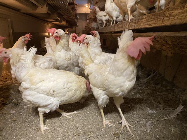 "Ausgemusterte" Legehennen suchen ein neues Zuhause. Foto: zVg