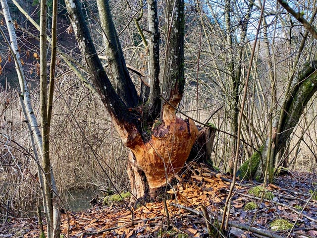 Spuren des Bibers bei den Talweihern von Anwil . Foto: NVR