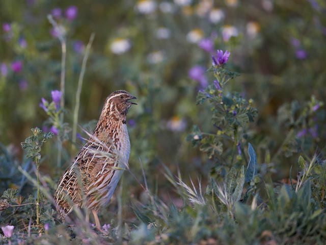 Solche Bilder sind in der Schweiz selten geworden. Bisher galt die Wachtel noch als nicht gefährdet, mittlerweile muss der Charaktervogel des extensiv bewirtschafteten Kulturlands als verletzlich eingestuft werden, da die Intensivierung der Landwirtschaft weiter voranschreitet. Foto: © Markus Varesvuo