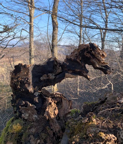 Immer wieder lustig, welch unterschiedliche Kreaturen man im Wald antrifft. Foto: Margrit Freudemann, Kaisten 