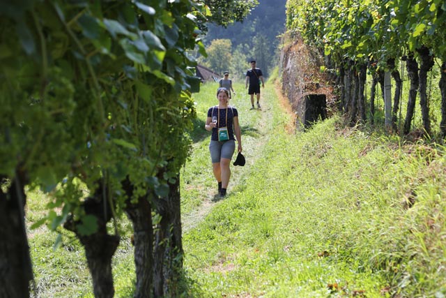 Impression der Weinwanderung 2021 in der Region Geissberg. Foto: Jurapark Aargau