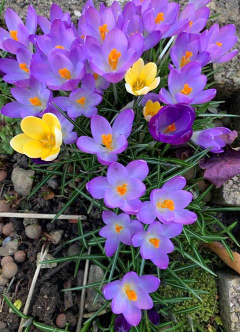 Frühlingsboten in schönster Farbe. Foto: Margrit Freudemann, Kaisten