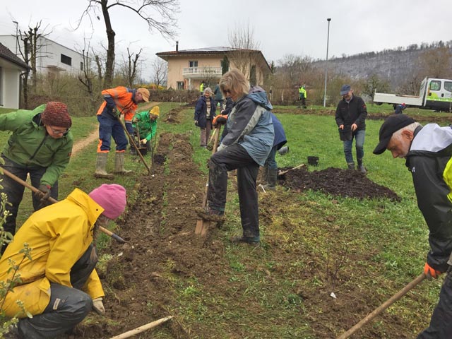 Die Pflanzen werden in die vorbereiteten Furchen eingesetzt. Foto: Else Bünemann-König