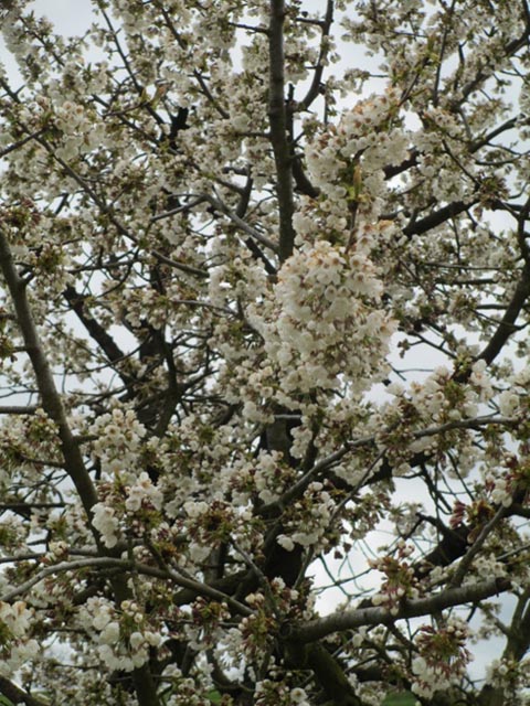 Kirschblüten am Chriesiwäg. Foto: PF