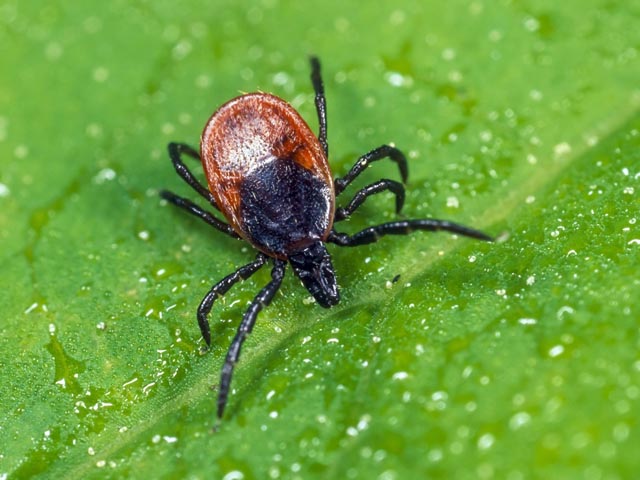 Zecken profitieren von der Klimaerwärmung. Foto: zVg