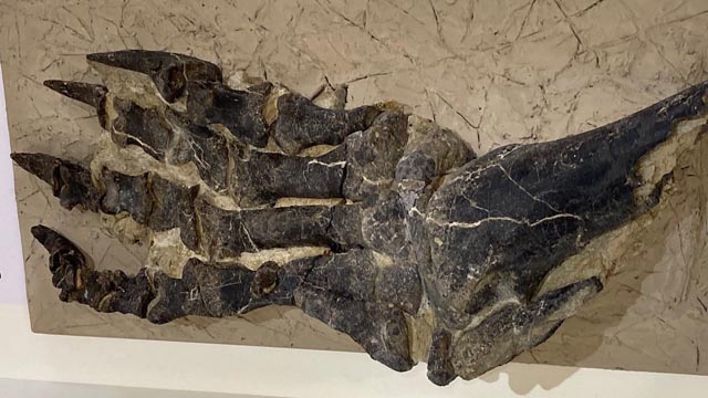 Versteinerte Dinosaurierknochen, die für die Ausstellung präpariert sind. Die gut erhaltenen Fundstücke sind im Sauriermuseum Frick ausgestellt. Foto: zVg