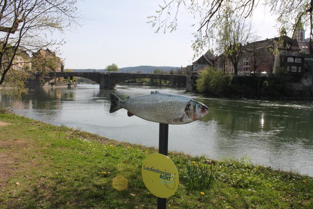Der Salm als Fotomotiv am Rheinufer. Foto: Sonja Fasler
