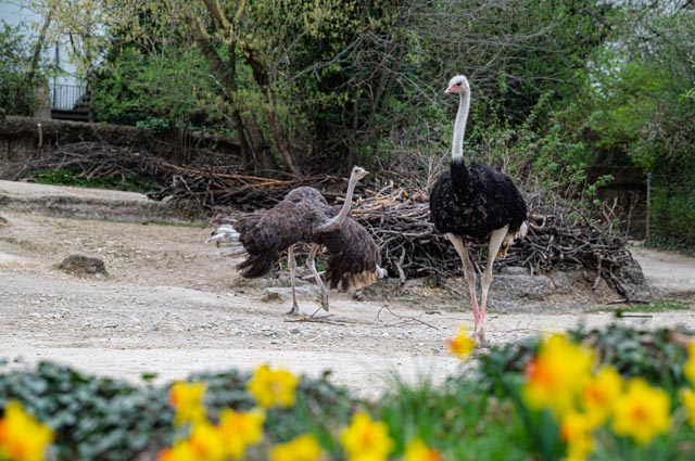 Imani und Henne Aruba (7) sind nun schon einige Zeit zusammen und verstehen sich sehr gut. Foto: Zoo Basel