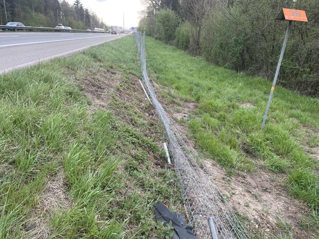 Staufen/A1: Wildschutzzaun niedergedrückt