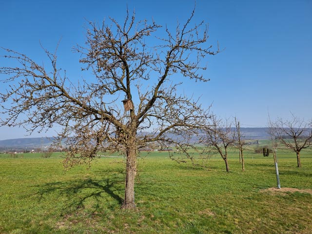  In diesem Nistkasten wurde der erste Gartenschläfer seit mehr als 100 JAhren in Solothurn wiederntdeckt. Foto: Thomas Briner