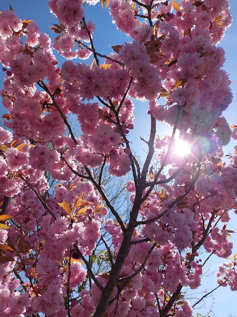 Foto: Olivia Di Marco, Frick