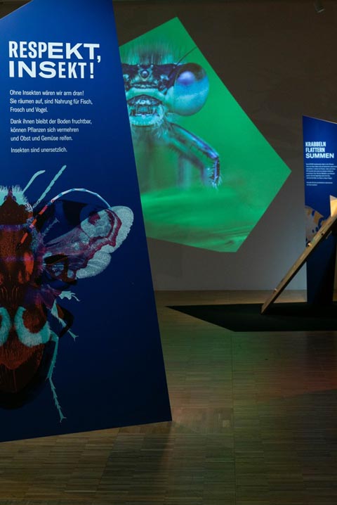 Die Ausstellung «RESPEKT, INSEKT!» ist eröffnet. Foto: Naturama Aarau  