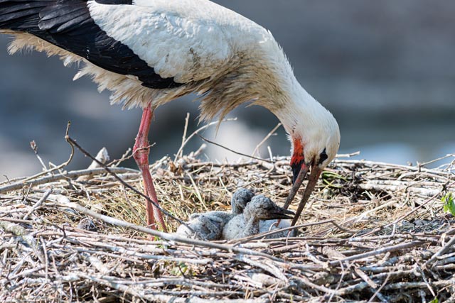 58 junge Weissstörche sind in diesem Jahr im Zolli geschlüpft. Foto: Zoo Basel
