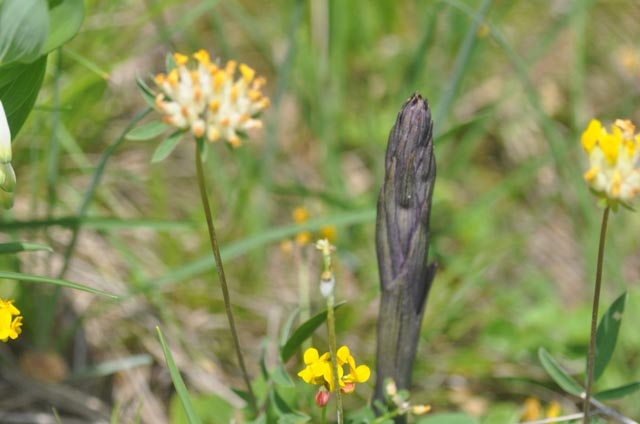 Der zu den Orchideen zählende Dingel (Limodorum abortivum (L.) Sw.) reckt sich zwischen Blüten von gelben Kleearten (Echter Wundklee (Anthyllis vulneraria L.) und Gewöhnlicher Hornklee (Lotus corniculatus L.) hervor, um sich bald in sonderbarster Tracht zu entfalten. Bild: Martin Bolliger, Asp