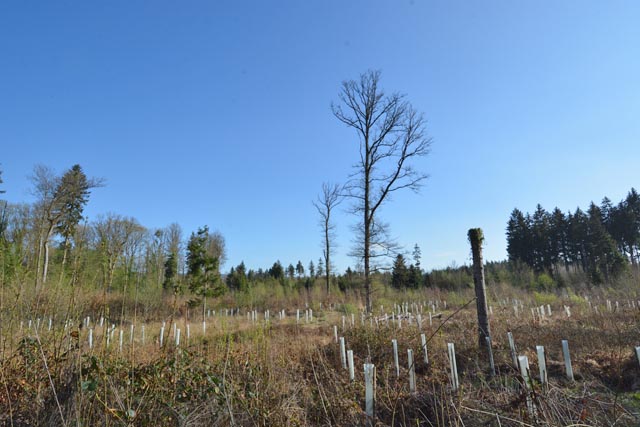 Eichenwaldreservat Kaisten 2022. Foto: Christine Frauchiger