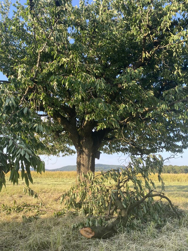 Der Kirschieb hat einfach einen Ast abgesägt, um an die Früchte zu kommen. Foto: Sonja Fasler