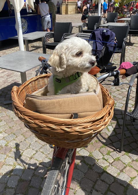 Der kleine Hund genoss die Fahrt im Fahrradkorb. Foto: Sonja Fasler