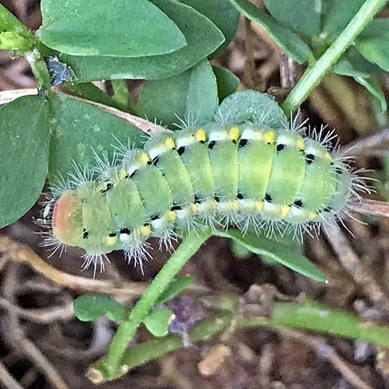 Raupe des Bergkronwicken-Widderchens (Zygaena fausta) auf seiner Futterpflanze. Foto: André Rey