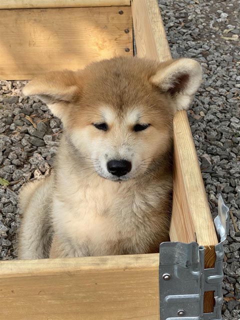 Susy Utzinger: „Die Chance, dass das Tier an der Grenze beschlagnahmt wird, ist riesig - und - die Chance, dass daraus ein Drama wird, welches mit dem Tod des Tieres endet, ist leider ebenfalls sehr gross.“ Foto: zVg