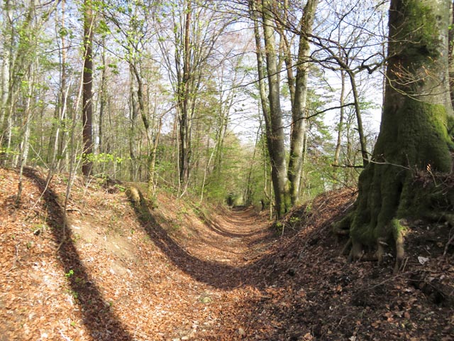 Hohlweg heute in Schinznach (Foto: © Jurapark Aargau)