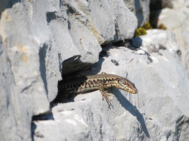 Mauereidechse (Foto: © Jurapark Aargau)