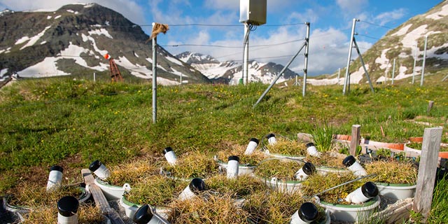 Alpine Pflanzen, die früher mit dem Wachstum beginnen, werden auch früher alt. So wie die alpine Vegetation in diesen Behältern, die schon mehrere Monate vor der Schneeschmelze Sommerwetter ausgesetzt wurde (aufgenommen im Juli) Foto: Patrick Möhl