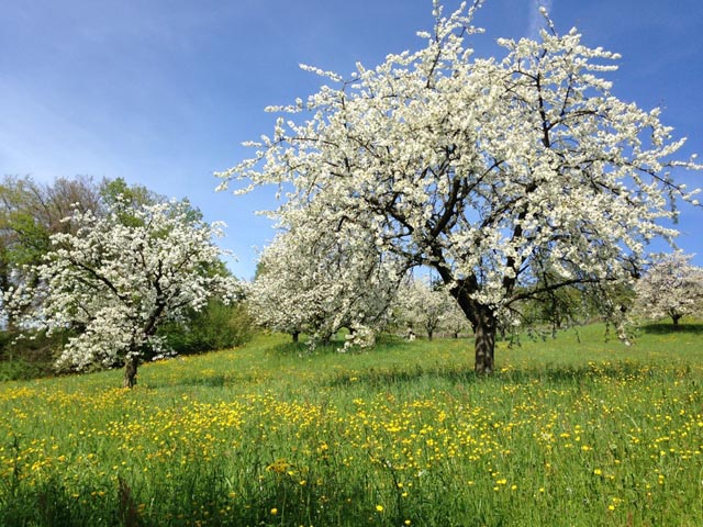 Kirschbaum auf der Sissacher Flueh. Foto: Titelseite Klimastrategie (zVg)
