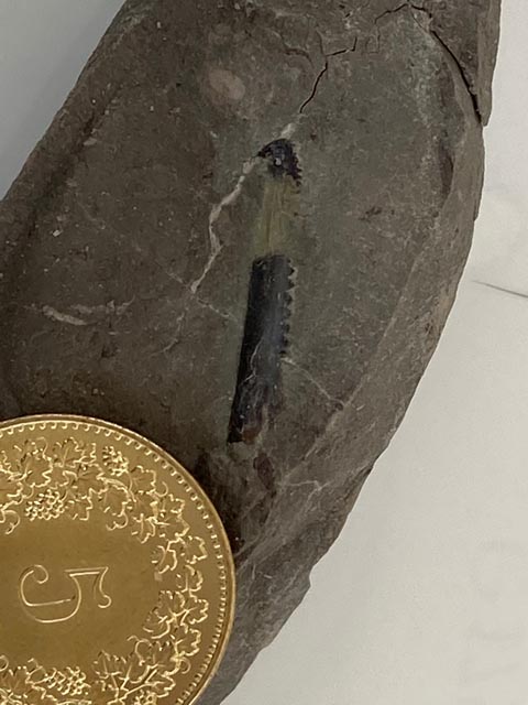 Der Unterkiefer des noch nicht identifizierten Tieres ist zwar klein, die Bedeutung des Fundes aber vermutlich sehr gross. Foto: zVg