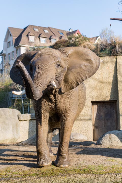 Elefantenkuh Heri ist trächtig. Foto: Zoo Basel