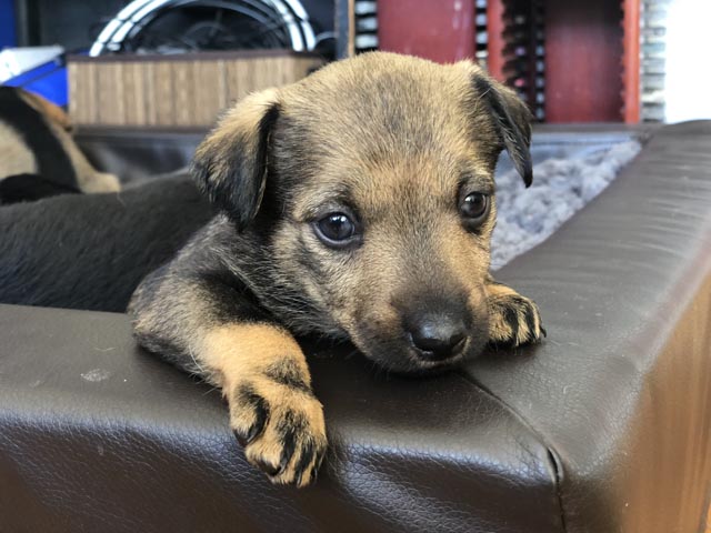 Viele Tiere leiden under den Silvester- und Neujahrs-Feierlichkeiten. Foto: SUST
