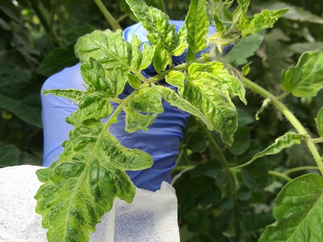 Geübte Augen erkennen einen Befall mit dem Jordan-Virus an den verformten Blättern. Foto: zVg/Scientia Terrae