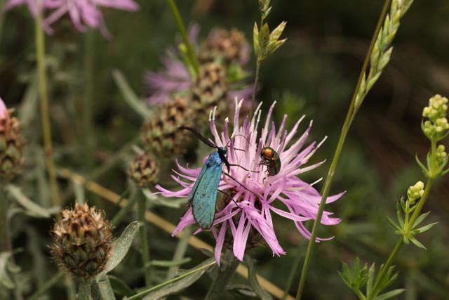 Mehrfarbiges Grünwidderchen. Foto André Rey