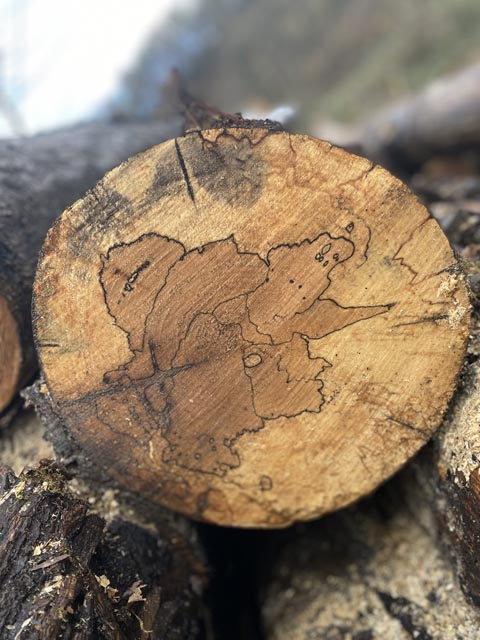 Hexe im Baumstamm. Foto: Sonja Fasler