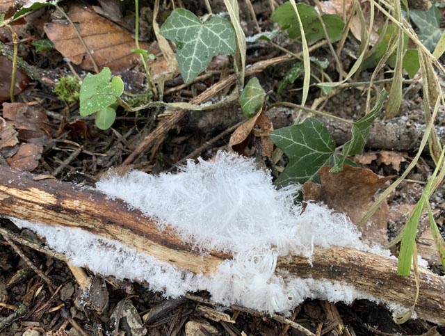 Beobachtet: Haareis im Kaister Wald