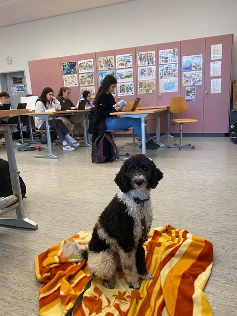 Schulhündin Rae sorgt für entspannte Lernatmosphäre. Foto: zVg